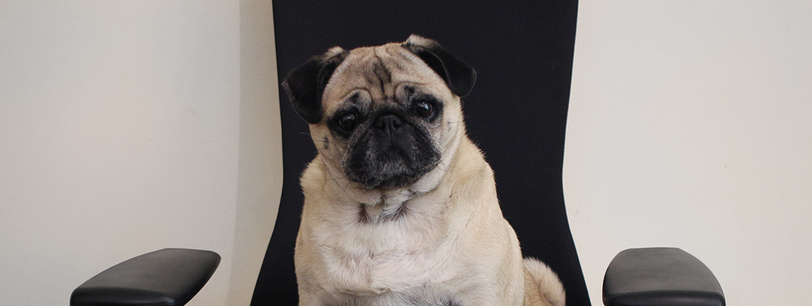 why are pugs so why are there so many pugs meet wednesday our mascot medialoot why are pugs so why are there so many pugs meet wednesday our mascot medialoot